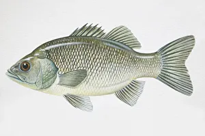 Australian Bass, Macquaria novemaculeata, side view Australian Bass, Macquaria novemaculeata, side view