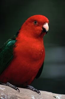 Related Images Collection: Australian King Parrot (Alisterus Scapularis)