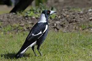 Australian magpie (Gymnorhina tibicen), Australia
