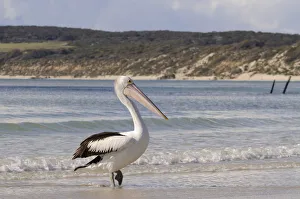 Australian pelican (Pelecanus conspicillatus) Australian pelican (Pelecanus conspicillatus)