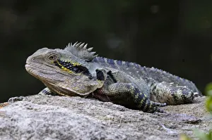 Australian water dragon (Physignathus lesueurii), Australia Australian water dragon (Physignathus lesueurii), Australia