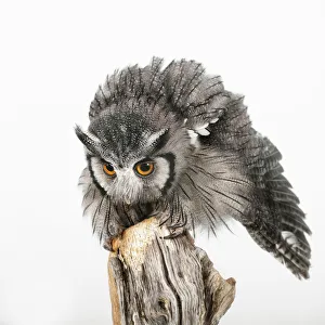 <b class=qtipBold><figcaption>autillo carablanca</figcaption></b><br>fotografAa en estudio de un autillo carablanca en posiciA³n de ataque<br><em>© 2012silversaltphoto</em> autillo carablanca