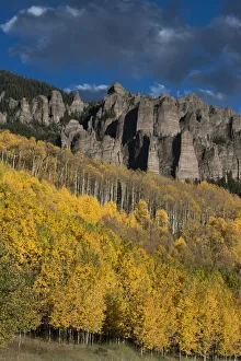 Autumn aspen trees (Populus tremuloides) in Uncompahgre National Forest, Owl Creek Pass Autumn aspen trees (Populus tremuloides) in Uncompahgre National Forest, Owl Creek Pass