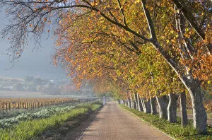 autumn, beauty in nature, color image, country road, day, horizontal, in a row, landscape