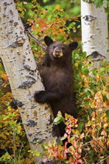 <b class=qtipBold><figcaption>Autumn Climber</figcaption></b><br>A black bear cub is engulfed in the colors of autumn as he climbs an aspen tree in Grand Teton National Park, Wyoming.<br><em>© 2014 Chase Dekker Wild-Life Images</em> Autumn Climber