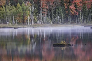 White Hawk Gallery: Autumn colors and mist reflecting on Council Lake at sunrise, Hiawatha National Forest, Michigan