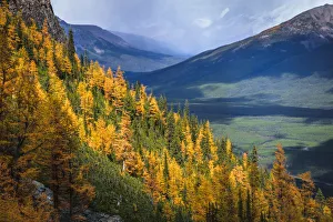 Autumn Colors In Rocky Mountains, Saddleback Pass, Banff National Park, Canada Autumn Colors In Rocky Mountains, Saddleback Pass, Banff National Park, Canada