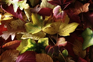 Autumn-coloured leaves of various deciduous trees Autumn-coloured leaves of various deciduous trees