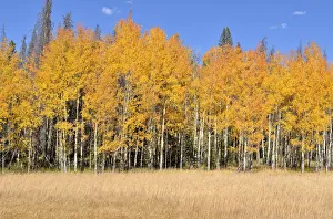 Autumn coloured Quaking Aspen -Populus tremuloides-, Kawuneeche Valley, Trail Ridge Road Autumn coloured Quaking Aspen -Populus tremuloides-, Kawuneeche Valley, Trail Ridge Road