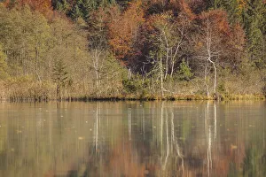 Autumn forest with its reflection in Almsee lake, Gruenau im Almtal, Upper Austria Autumn forest with its reflection in Almsee lake, Gruenau im Almtal, Upper Austria
