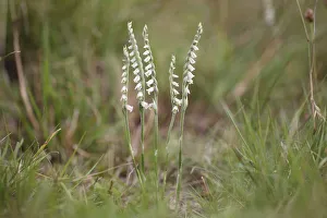 Autumn Ladys Tresses -Spiranthes spiralis-, flowering orchid, Hesse, Germany Autumn Ladys Tresses -Spiranthes spiralis-, flowering orchid, Hesse, Germany