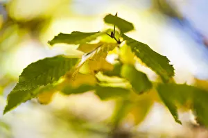 Autumn leaves of a Hop Hornbeam -Ostrya carpinifolia- in Markt Schwaben, Bavaria, Germany Autumn leaves of a Hop Hornbeam -Ostrya carpinifolia- in Markt Schwaben, Bavaria, Germany