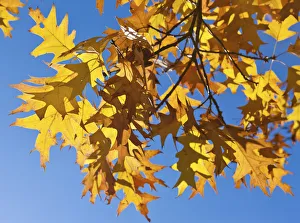 Autumn leaves of a Norway Maple -Acer platanoides- Autumn leaves of a Norway Maple -Acer platanoides-