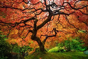 Images Dated 28th October 2012: Autumn maple tree