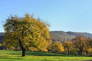 Autumn mood along the Burgenland Wine Road, Rosaliengebirge mountain range, Rohrbach bei Mattersburg, Burgenland Autumn mood along the Burgenland Wine Road, Rosaliengebirge mountain range, Rohrbach bei Mattersburg, Burgenland