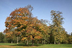 Autumn in the recreation area at Decksteiner Weiher lake, Cologne, North Rhine-Westphalia Autumn in the recreation area at Decksteiner Weiher lake, Cologne, North Rhine-Westphalia