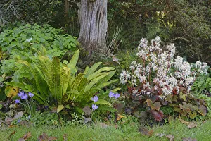 Autumn Saxifrage -Saxifraga cortusifolia Rubrifolia-, Harts-tongue Fern -Phyllitis Autumn Saxifrage -Saxifraga cortusifolia Rubrifolia-, Harts-tongue Fern -Phyllitis