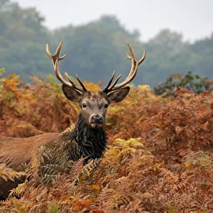 <b class=qtipBold><figcaption>Autumn stag</figcaption></b><br>Stag in autumn foliage.<br><em>© Copyright: Rosie Herbert 2012</em> Autumn stag