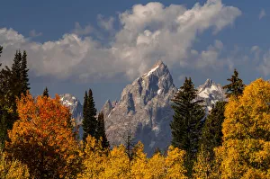Autumn trees framing Grand Teton, Grand Teton National Park, Wyoming, USA Autumn trees framing Grand Teton, Grand Teton National Park, Wyoming, USA