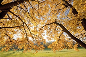 Autumnal coloured Field Maple -Acer campestre- in a park, Erfurt, Thuringia, Germany Autumnal coloured Field Maple -Acer campestre- in a park, Erfurt, Thuringia, Germany