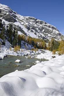 Autumnal coloured Larch -Larix- forest in the freshly snow-covered Val Roseg valley Autumnal coloured Larch -Larix- forest in the freshly snow-covered Val Roseg valley