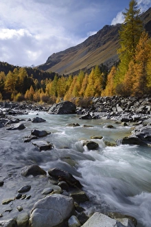 Autumnal coloured Larch -Larix- forest on the Roseg River, Pontresina, Grisons, Engadine Autumnal coloured Larch -Larix- forest on the Roseg River, Pontresina, Grisons, Engadine