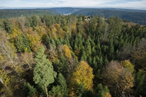 Autumnal mixed forest, birds eye view, northern Black Forest, Baden-Wurttemberg, Germany Autumnal mixed forest, birds eye view, northern Black Forest, Baden-Wurttemberg, Germany