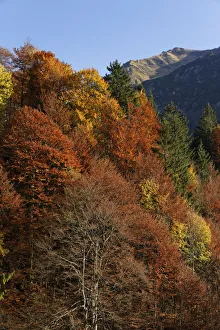 Autumnal mixed forest, Hoelltobel valley, community of Oberstdorf, Upper Allgaeu, Allgaeu Autumnal mixed forest, Hoelltobel valley, community of Oberstdorf, Upper Allgaeu, Allgaeu