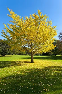 Autumnal tree, Ginkgo tree -Ginkgo biloba-, Western Springs Park, Auckland, North Island Autumnal tree, Ginkgo tree -Ginkgo biloba-, Western Springs Park, Auckland, North Island