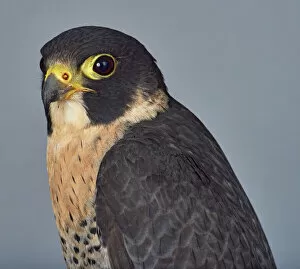 Avian Gallery: ave, avian, black, brown eye, captive animals, duck hawk, falcon, falconidae, falco peregrinus