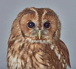 ave, avian, brown owl, captive animals, grey background, nobody, nocturnal, predator ave, avian, brown owl, captive animals, grey background, nobody, nocturnal, predator