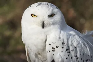 ave, avian, bubo scandiacus, captive animals, nobody, nyctea scandiaca, ornithology ave, avian, bubo scandiacus, captive animals, nobody, nyctea scandiaca, ornithology
