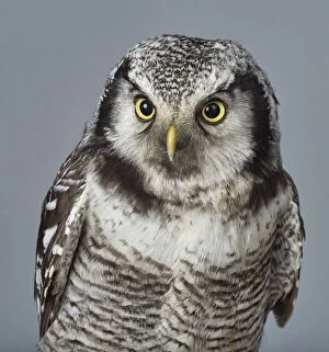 White Hawk Gallery: ave, avian, captive animals, grey background, nobody, northern hawk owl, ornithology