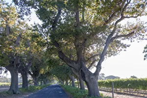 Avenue leading up to Buitenverwachting Estate. Constantia Cape Town. RSA Avenue leading up to Buitenverwachting Estate. Constantia Cape Town. RSA