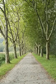 Plane Tree Gallery: Avenue of Plane Trees -Platanus- near Konstanz, Baden-Wurttemberg, Germany