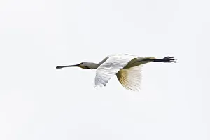 aves, common spoonbill, dutch, holland, natural environment, nederland, out aves, common spoonbill, dutch, holland, natural environment, nederland, out