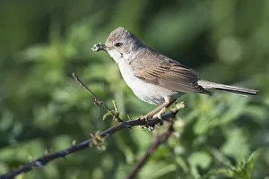 aves, common whitethroat, emsland, natural environment, niedersachsen, norddeutschland aves, common whitethroat, emsland, natural environment, niedersachsen, norddeutschland