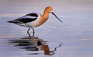 <b class=qtipBold><figcaption>Avocet</figcaption></b><br>avocet and reflection in dawn light<br><em>© Russell Burden</em> Avocet