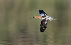 <b class=qtipBold><figcaption>Avocet</figcaption></b><br>Avocet in flight over lake water<br><em>© Russell Burden</em> Avocet