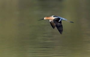 <b class=qtipBold><figcaption>Avocet</figcaption></b><br>Avocet in flight over lake water<br><em>© Russell Burden</em> Avocet