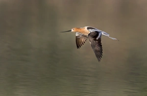 <b class=qtipBold><figcaption>Avocet</figcaption></b><br>Avocet in flight over lake water<br><em>© Russell Burden</em> Avocet