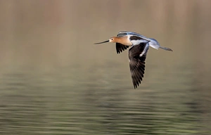 <b class=qtipBold><figcaption>Avocet</figcaption></b><br>Avocet in flight over lake water<br><em>© Russell Burden</em> Avocet