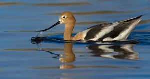 <b class=qtipBold><figcaption>Avocet</figcaption></b><br>Avocet with reflection feeding in morning light<br><em>© Russell Burden</em> Avocet
