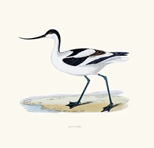 <b class=qtipBold><figcaption>Avocet bird 19 century illustration</figcaption></b><br>A photograph of an original hand-colored engraving from The History of British Birds by Morris published in 1853.<br><em>© mashuk</em> Avocet bird 19 century illustration
