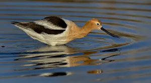 <b class=qtipBold><figcaption>Avocet Feeding Reflection</figcaption></b><br>Avocet with reflection feeding in morning light<br><em>© ©Russell Burden</em> Avocet Feeding Reflection