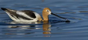 <b class=qtipBold><figcaption>Avocet in the Morning Light</figcaption></b><br>Avocet with reflection feeding in morning light<br><em>© ©Russell Burden</em> Avocet in the Morning Light