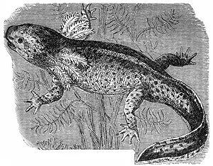 Axolotl or a Mexican walking fish or Mexican salamander (Ambystoma mexicanum)