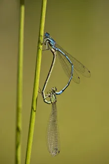 Azure Damselflies -Coenagrion puella- mating, Versoix, Canton of Geneva, Switzerland Azure Damselflies -Coenagrion puella- mating, Versoix, Canton of Geneva, Switzerland