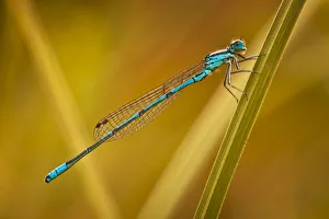 Azure Damselfly -Coenagrion puella-, Gartenteich Schmellwitz, Cottbus, Brandenburg Azure Damselfly -Coenagrion puella-, Gartenteich Schmellwitz, Cottbus, Brandenburg