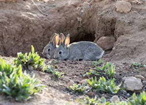 Babies of field rabbits close to his burrow eating ( Species Oryctolagus cuniculus.) Babies of field rabbits close to his burrow eating ( Species Oryctolagus cuniculus.)